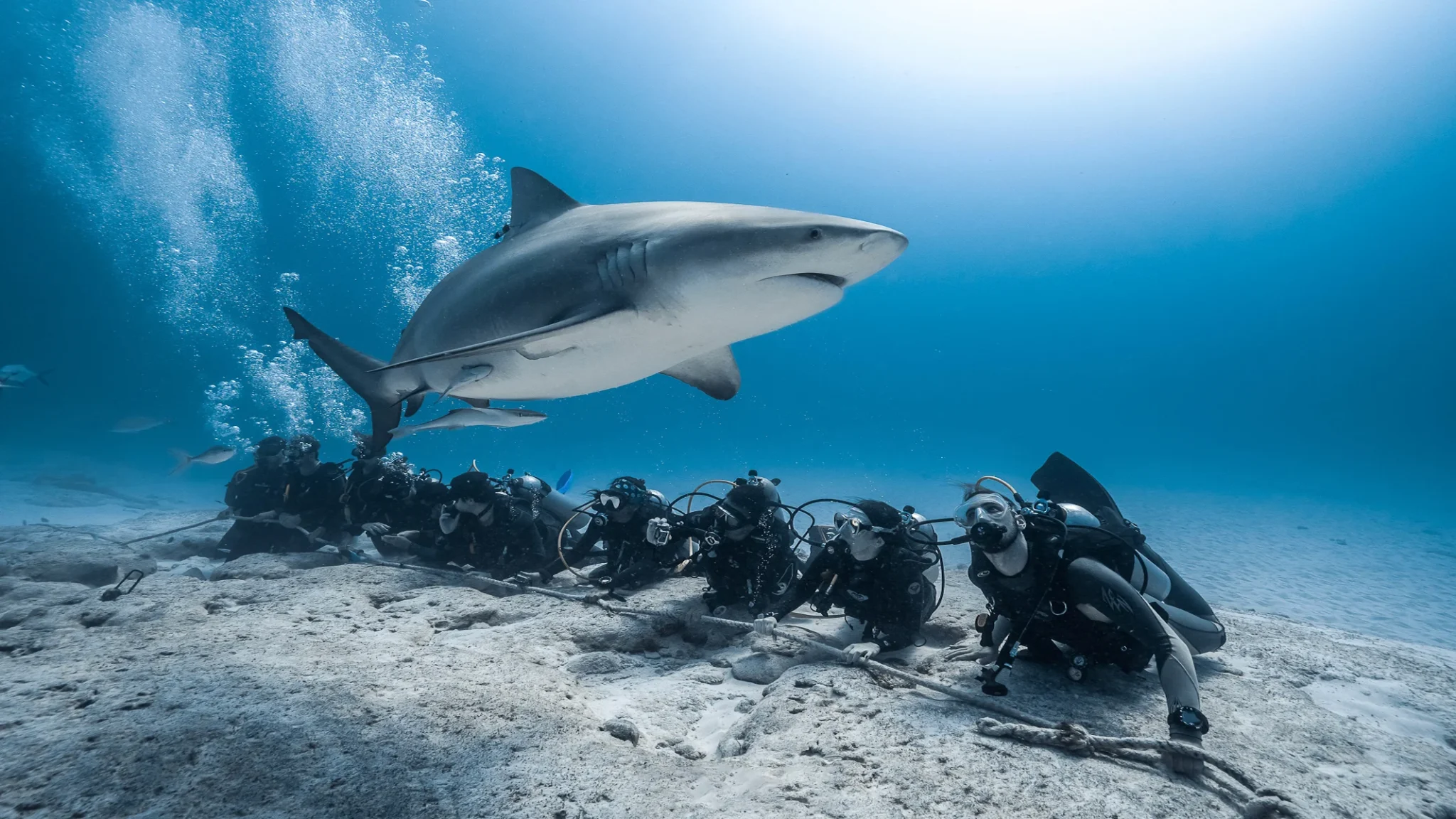Scuba Diving Playa del Carmen |Cozumel | Cenotes | Bull Sharks Dive ...